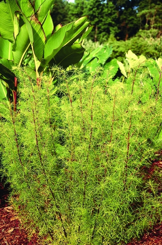 Image of Eupatorium compositifolium 'Dusty Roads'|Juniper Level Botanic Gdn, NC|JLBG