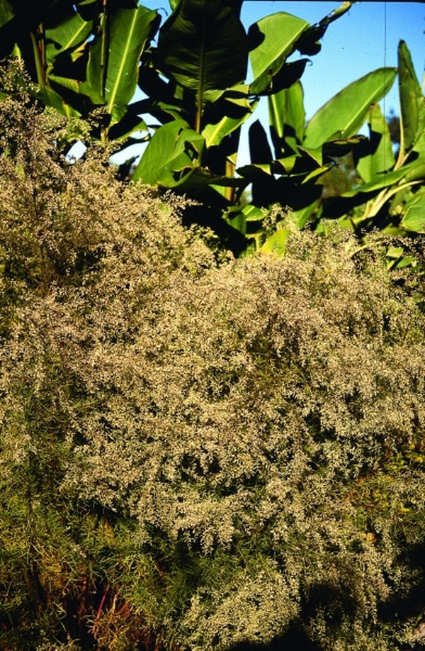Image of Eupatorium compositifolium 'Dusty Roads'|Juniper Level Botanic Gdn, NC|JLBG