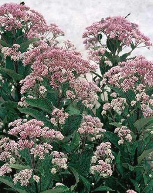Image of Eupatorium dubium 'Little Joe' PP 16,122|Juniper Level Botanic Gdn, NC|JLBG