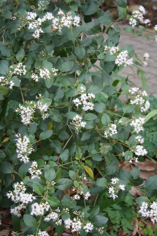 Image of Eupatorium ligustrina 'Snow Touch'|Juniper Level Botanic Gdn, NC|JLBG