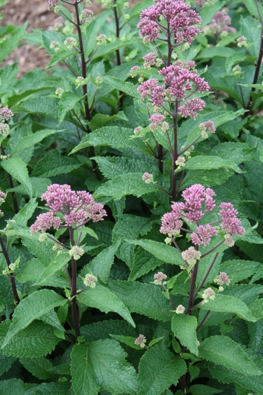 Image of Eupatorium maculatum 'Red Dwarf'|Juniper Level Botanic Gdn, NC|JLBG