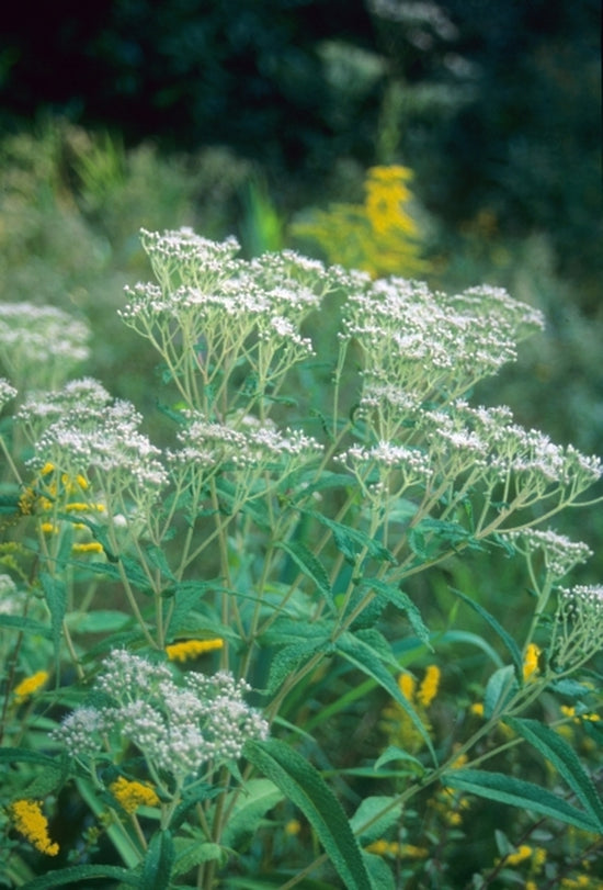 Learn about Eupatorium perfoliatum | Common Boneset | Perennial ...