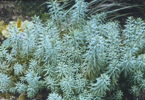 Image of Euphorbia 'Blue Haze' PP 14,868|Planthaven, CA|PlantHaven