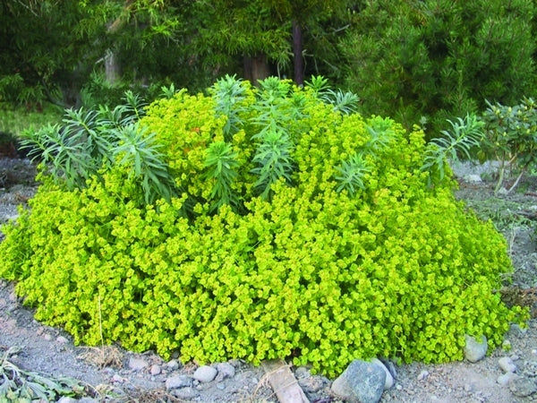Image of Euphorbia 'Blue Haze' PP 14,868|Planthaven, CA|PlantHaven