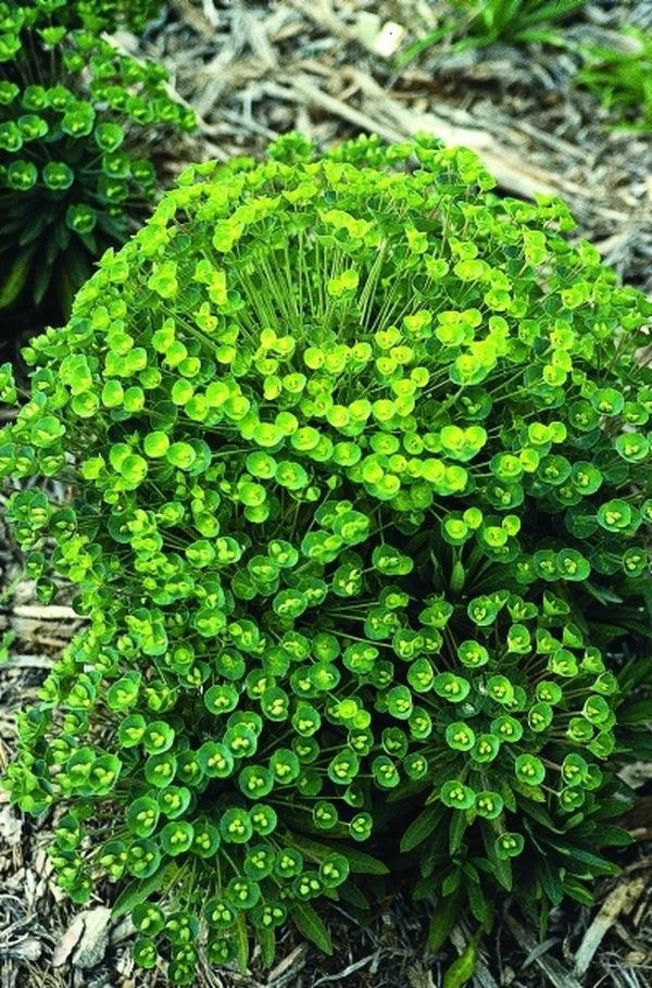 Image of Euphorbia 'Charam'|Juniper Level Botanic Gdn, NC|JLBG