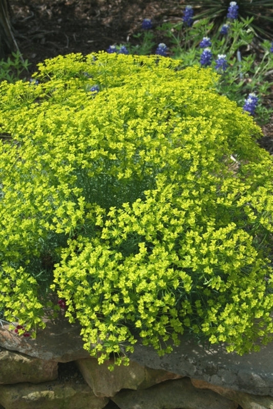 Image of Euphorbia 'Dean'|Juniper Level Botanic Gdn, NC|JLBG