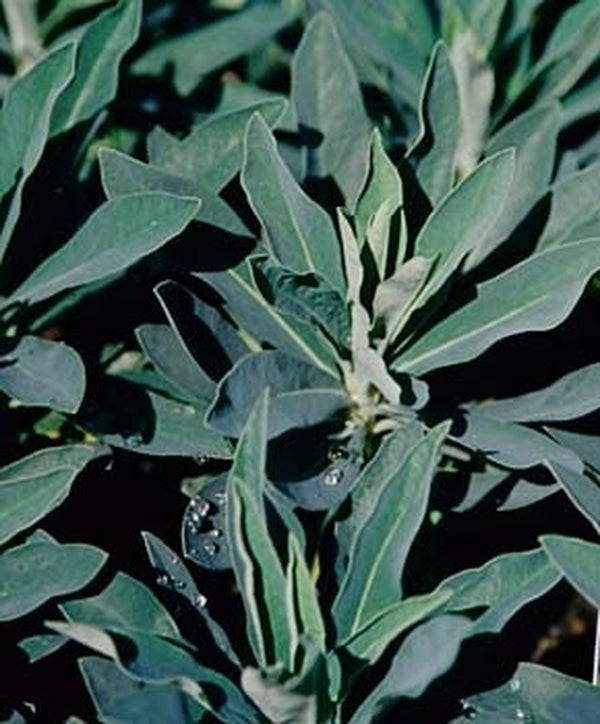 Image of Euphorbia 'Despina' |Juniper Level Botanic Gdn, NC|JLBG