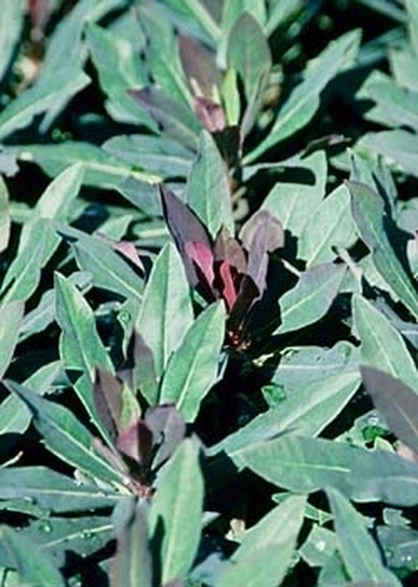 Image of Euphorbia 'Efanthia' PPAF|Juniper Level Botanic Gdn, NC|JLBG