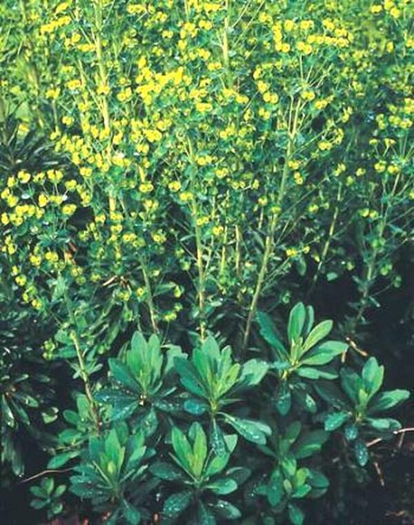 Image of Euphorbia 'Helen Robinson'|Juniper Level Botanic Gdn, NC|JLBG