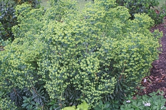 Image of Euphorbia 'Helen Robinson'|Juniper Level Botanic Gdn, NC|JLBG