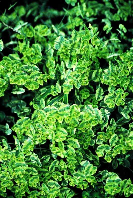 Image of Euphorbia 'Helena's Blush'|Juniper Level Botanic Gdn, NC|JLBG