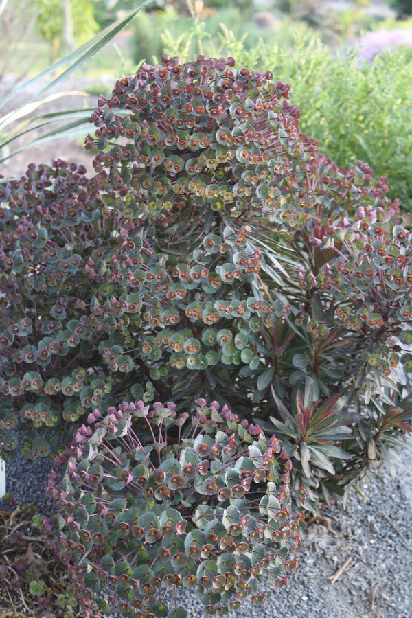 Image of Euphorbia 'Nothowlee' PP 17,178taken at Juniper Level Botanic Gdn, NC by JLBG