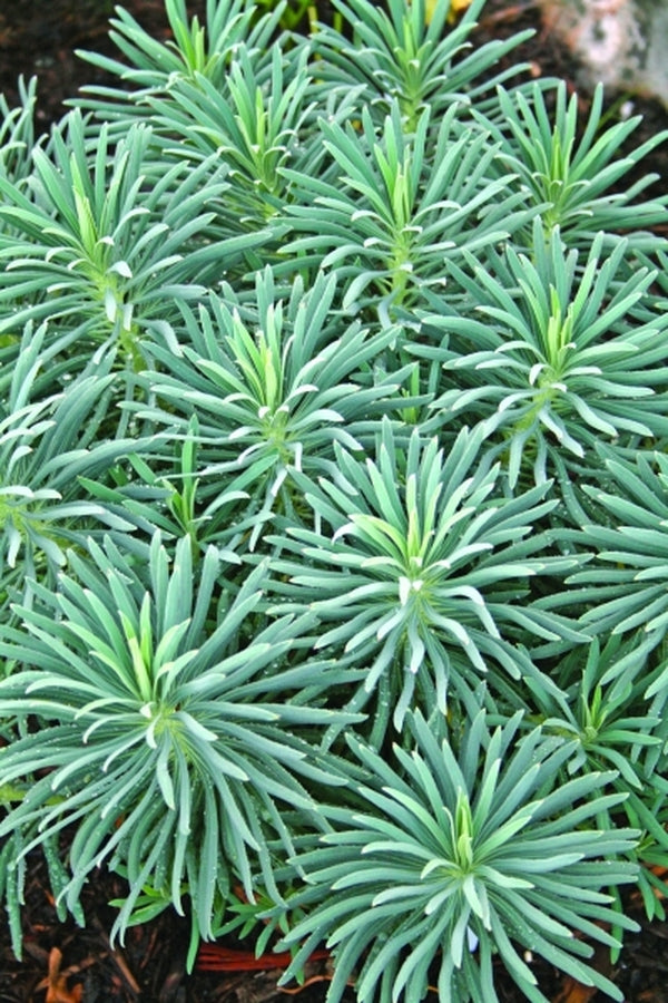 Image of Euphorbia 'Shorty' PP 19,808|Juniper Level Botanic Gdn, NC|JLBG