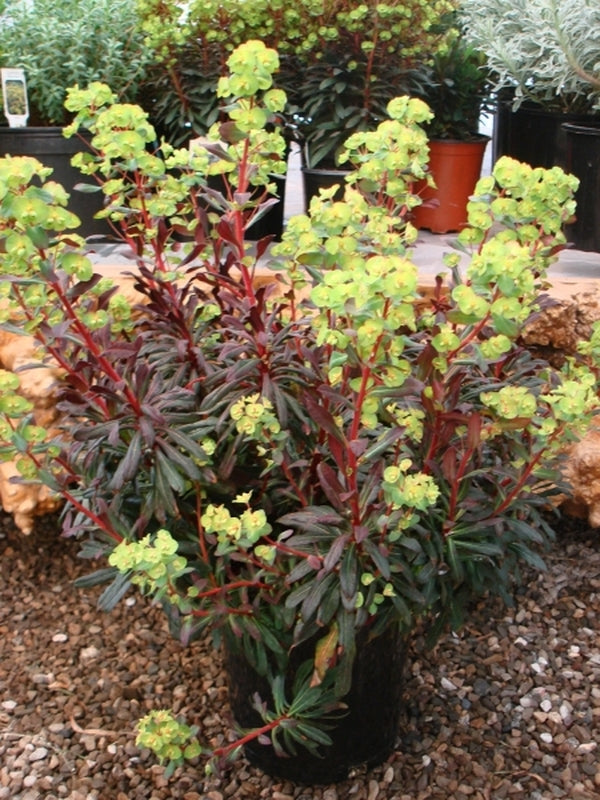 Image of Euphorbia amygdaloides 'Waleuphglo' PP 22,200|PlantHaven, CA|PlantHaven