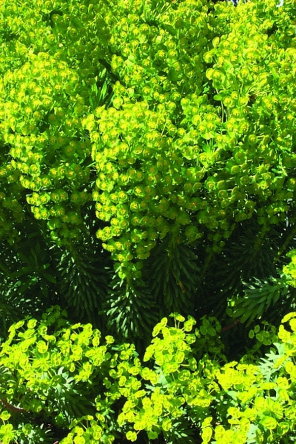 Image of Euphorbia characias 'Lambrook Gold'|Terra Nova Nurseries, OR|Terra Nova Nurseries