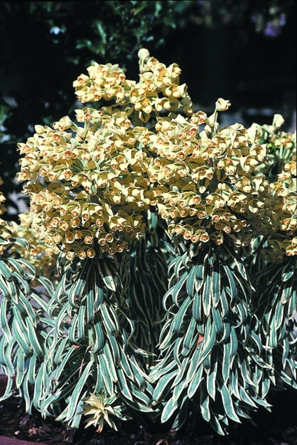 Image of Euphorbia characias 'Tasmanian Tiger' PP 15,715|Native Sons, CA|