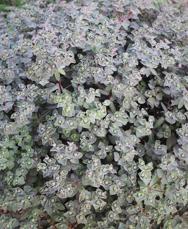 Image of Euphorbia x martinii 'Cherokee'|Juniper Level Botanic Gdn, NC|JLBG