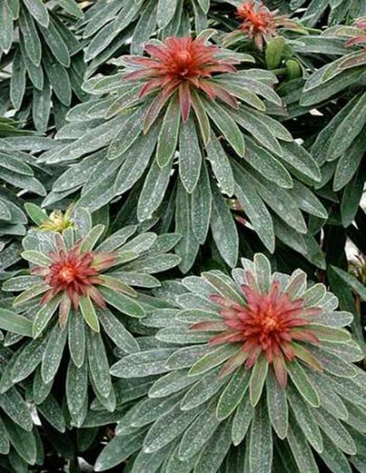 Image of Euphorbia x martinii 'Waleuphrud' PP 17,257|Planthaven, CA|PlantHaven