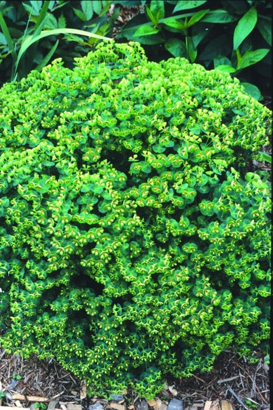Image of Euphorbia x martinii 'Waleutiny' PP 16,930|Juniper Level Botanic Gdn, NC|JLBG