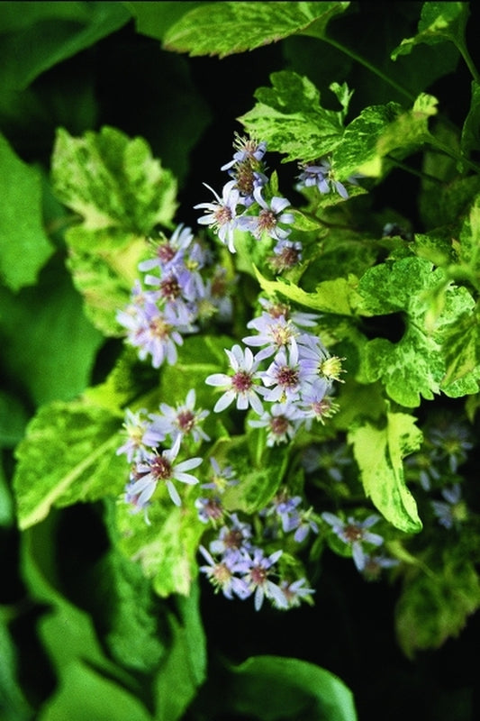 Image of Eurybia divaricata 'Fiesta'taken at H. Hansen Gdn, MN by H. Hansen
