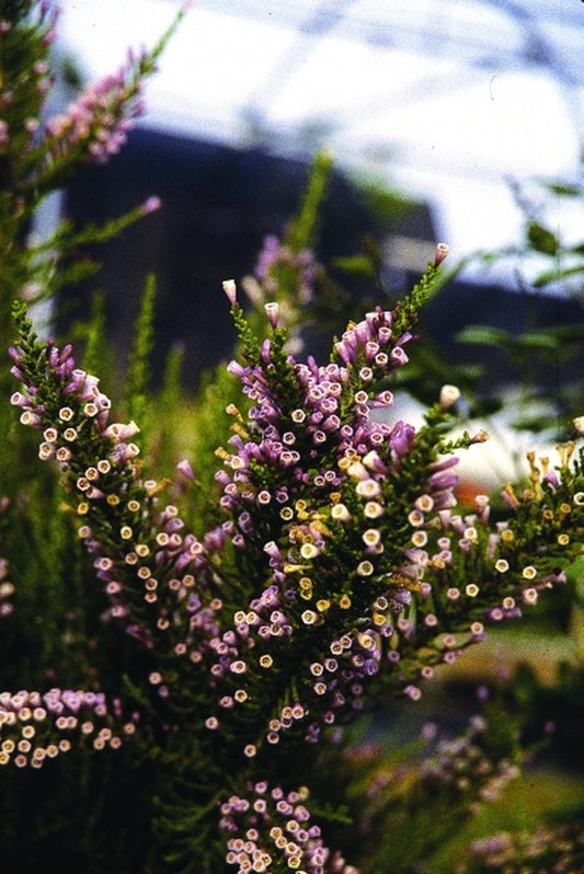 Image of Fabiana imbricata 'Violacea'|Juniper Level Botanic Gdn, NC|JLBG