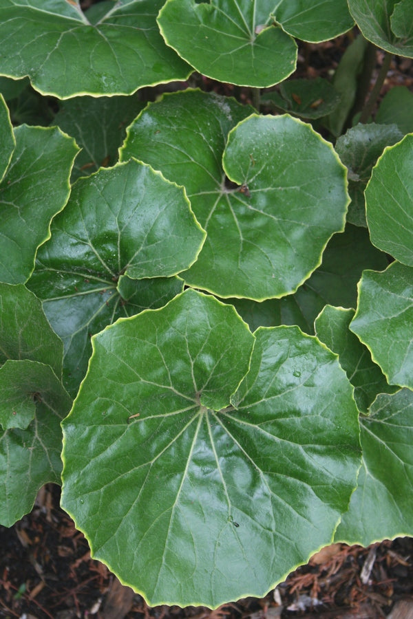 Image of Farfugium japonicum 'Kin Kan'taken at Juniper Level Botanic Gdn, NC by JLBG