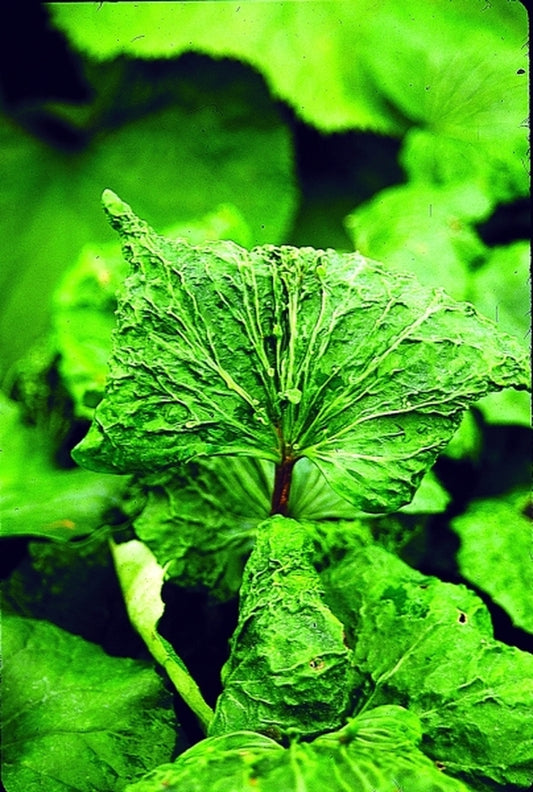 Image of Farfugium japonicum 'Ryuto'|Juniper Level Botanic Gdn, NC|JLBG