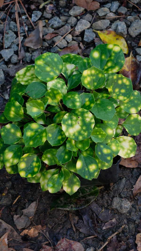 Image of Farfugium japonicum 'Sweet Spot'|Juniper Level Botanic Gdn, NC|JLBG