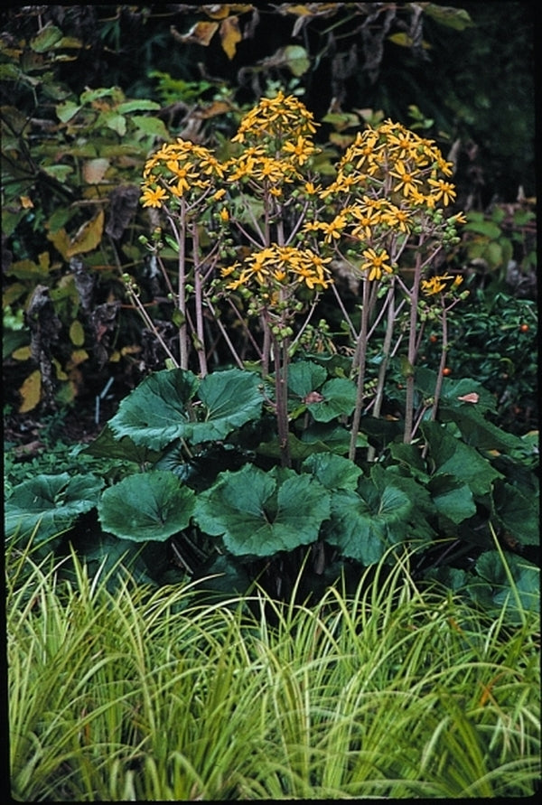 Image of Farfugium japonicumtaken at Juniper Level Botanic Gdn, NC by JLBG
