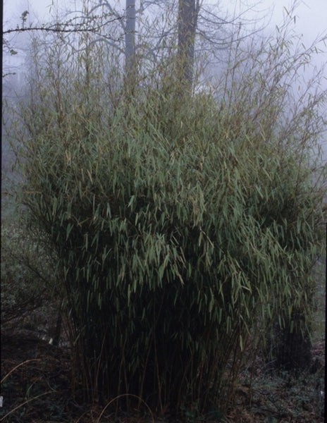 Learn about Fargesia murielae | Muriel's Clumping Bamboo