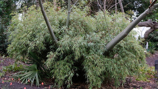 Image of Fargesia robusta 'Ping Wu'|Juniper Level Botanic Gdn, NC|JLBG