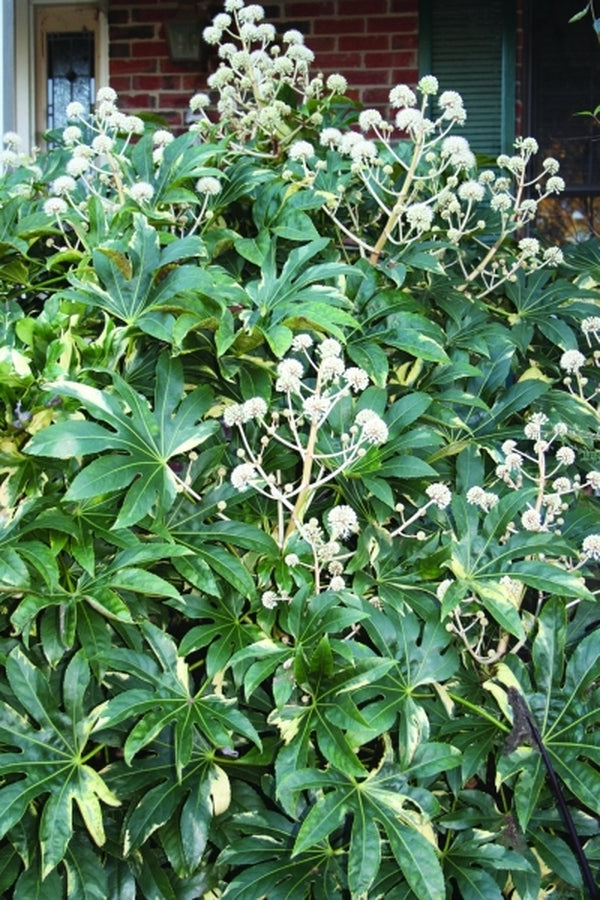 Image of Fatsia japonica 'Variegata'taken at Juniper Level Botanic Gdn, NC by JLBG