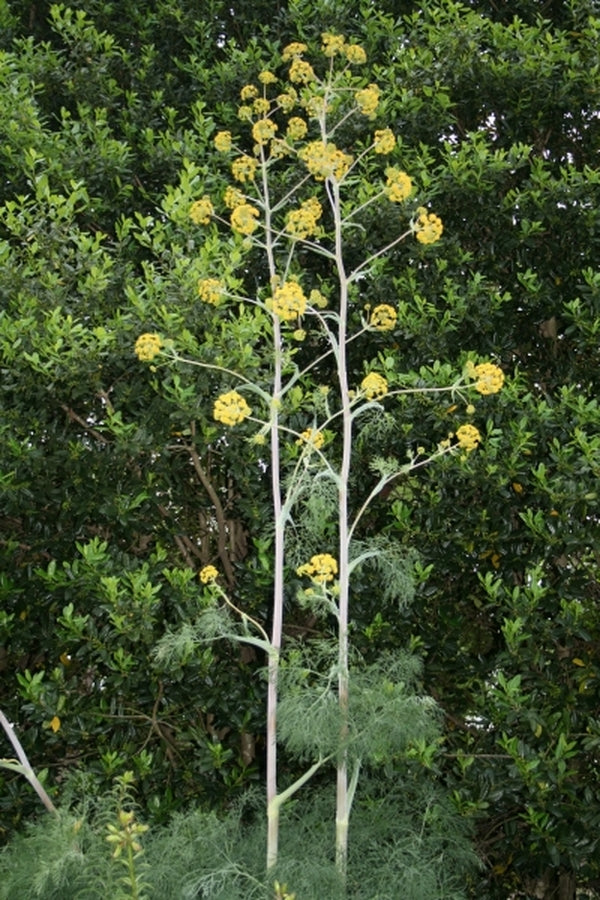 Image of Ferula communis ssp. glauca|Juniper Level Botanic Gdn, NC|JLBG