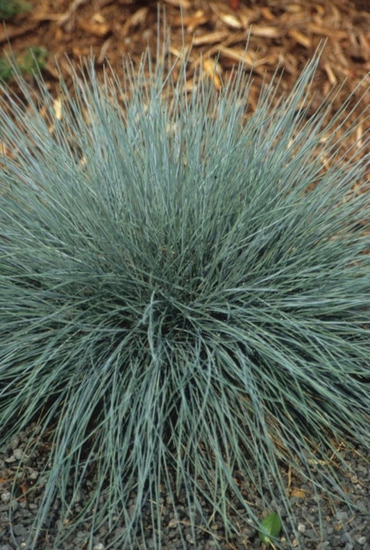 Image of Festuca glauca 'Elijah Blue'|Juniper Level Botanic Gdn, NC|JLBG
