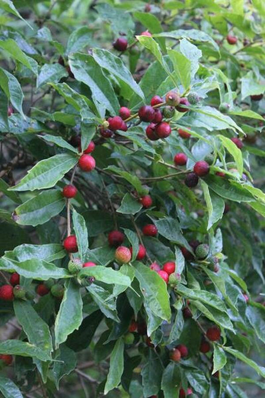 Image of Ficus gasparriniana var. laceratifolia|Juniper Level Botanic Gdn, NC|JLBG