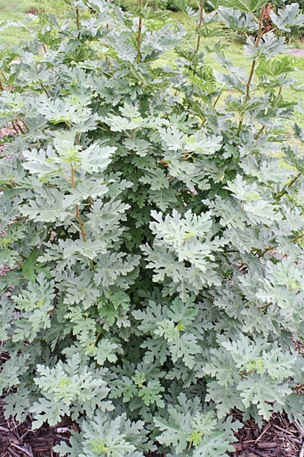 Image of Ficus johannis ssp. afghanistanica 'Silver Lyre'|Juniper Level Botanic Gdn, NC|JLBG