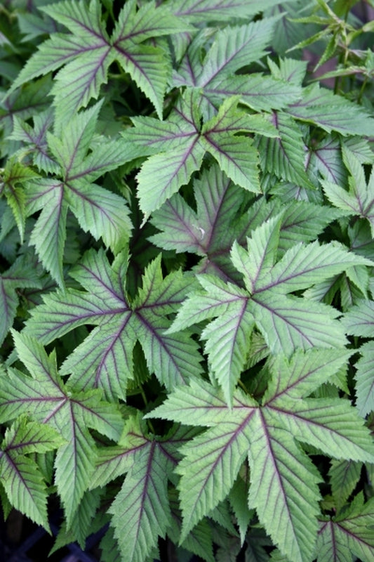 Image of Filipendula 'Red Umbrellas'|Juniper Level Botanic Gdn, NC|JLBG