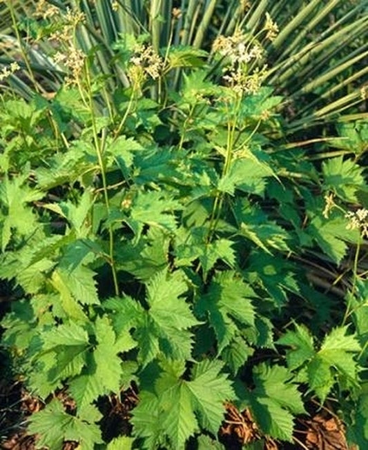Image of Filipendula glaberrima|Juniper Level Botanic Gdn, NC|JLBG