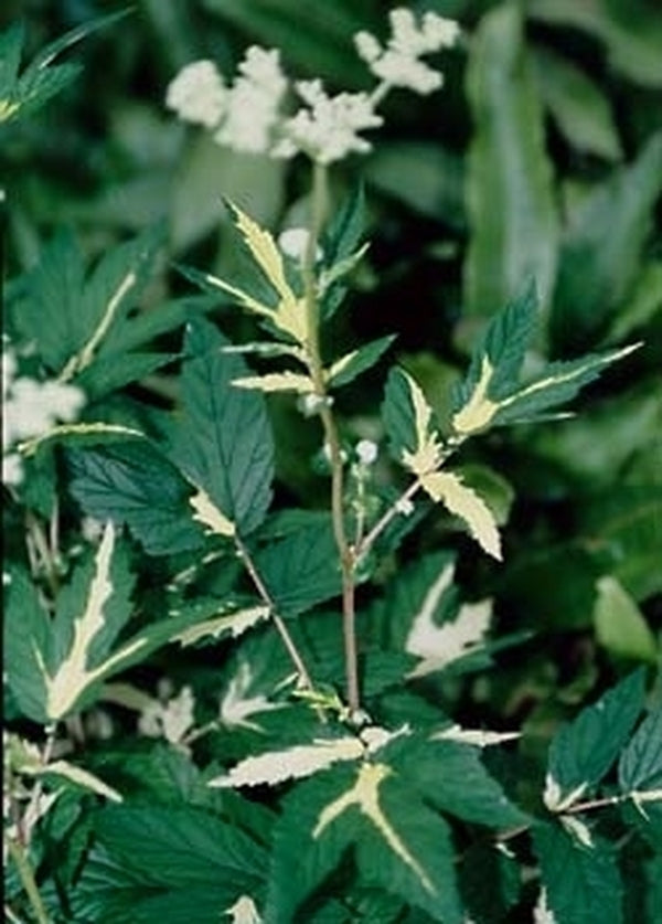 Image of Filipendula ulmaria 'Variegata'|Juniper Level Botanic Gdn, NC|JLBG