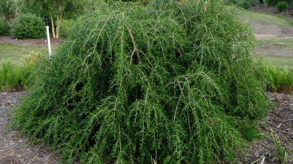 Image of Forestiera angustifolia 'Woodlanders Weeping'taken at Juniper Level Botanic Gdn, NC by JLBG