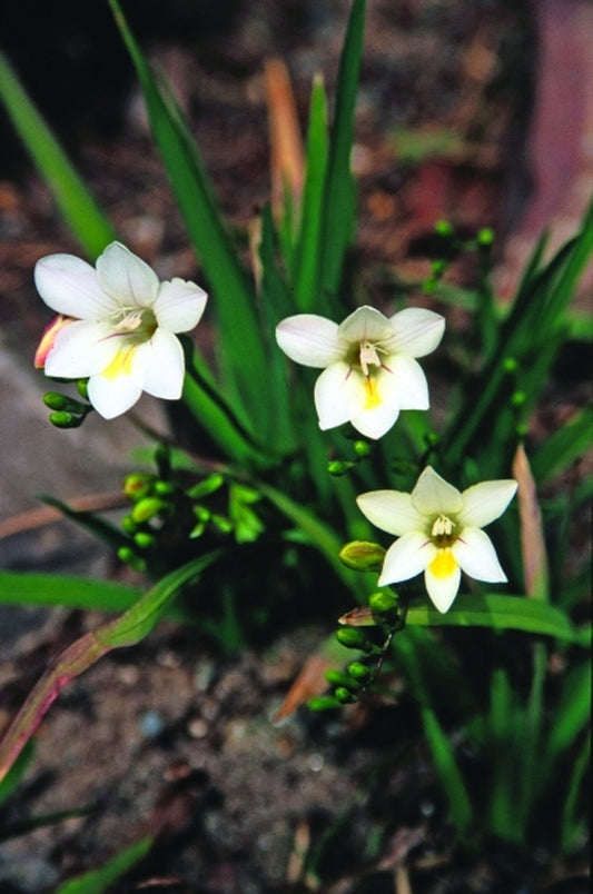 Image of Freesia alba|Juniper Level Botanic Gdn, NC|JLBG