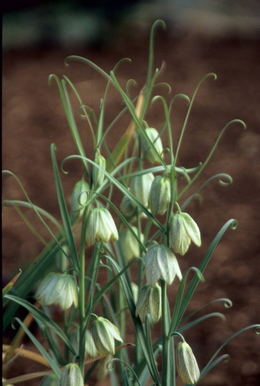 Image of Fritillaria thunbergii|Juniper Level Botanic Gdn, NC|JLBG