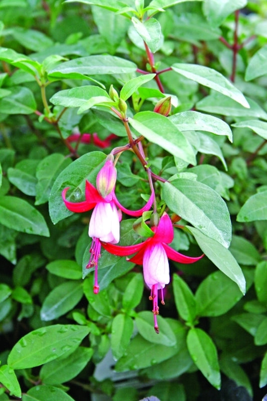 Image of Fuchsia 'Sunistanf' PPAF|Juniper Level Botanic Gdn, NC|JLBG