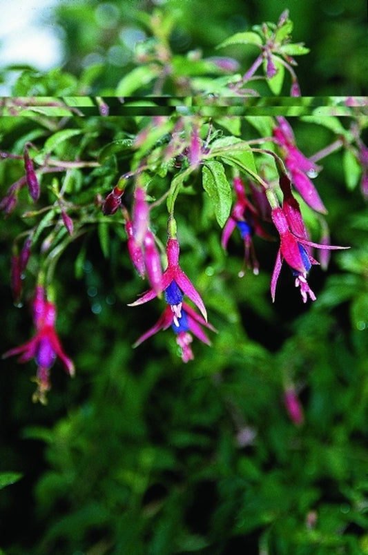 Image of Fuchsia magellanica 'Riccartonii'|Juniper Level Botanic Gdn, NC|JLBG