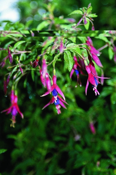 Learn about Fuchsia magellanica 'Riccartonii' | Hardy Fuchsia | Perennial  Encyclopedia