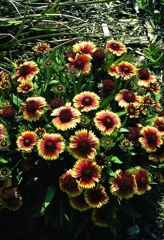 Image of Gaillardia aristata 'Bijou'|Juniper Level Botanic Gdn, NC|JLBG