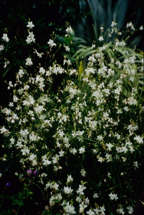 Image of Gaura lindheimeri 'Walgauws' PPAF, PVR|Juniper Level Botanic Gdn, NC|JLBG