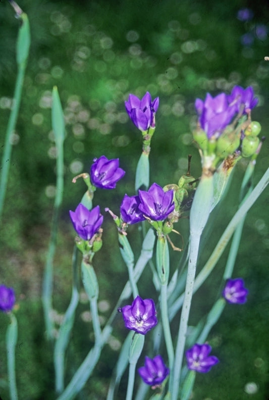 Image of Gelasine elongata|Juniper Level Botanic Gdn, NC|JLBG