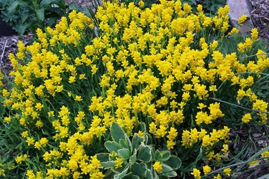 Image of Genista sagittalis