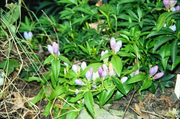 Image of Gentiana saponaria|Juniper Level Botanic Gdn, NC|JLBG